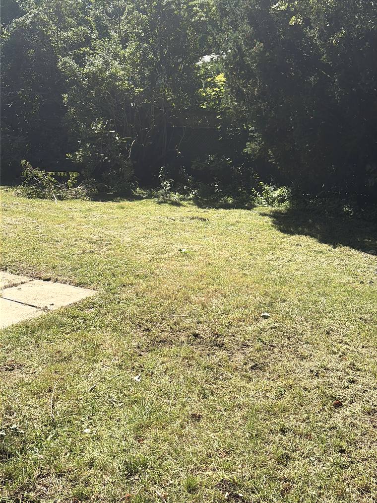 The same back garden after mowing, cut level and cleared to the tree line