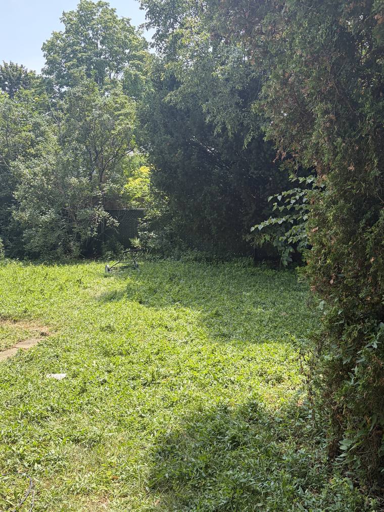 An overgrown Guelph back garden before mowing, grass and weeds well above ankle height